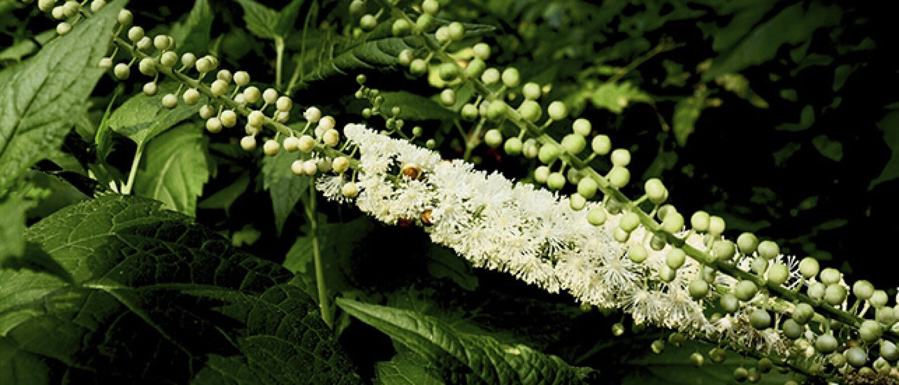 What Is Black Cohosh?